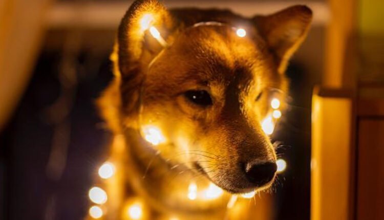 Doge Day Then and Now: Lackluster Buzz as Dogecoin's Price Is 65% Lower Than Last Year